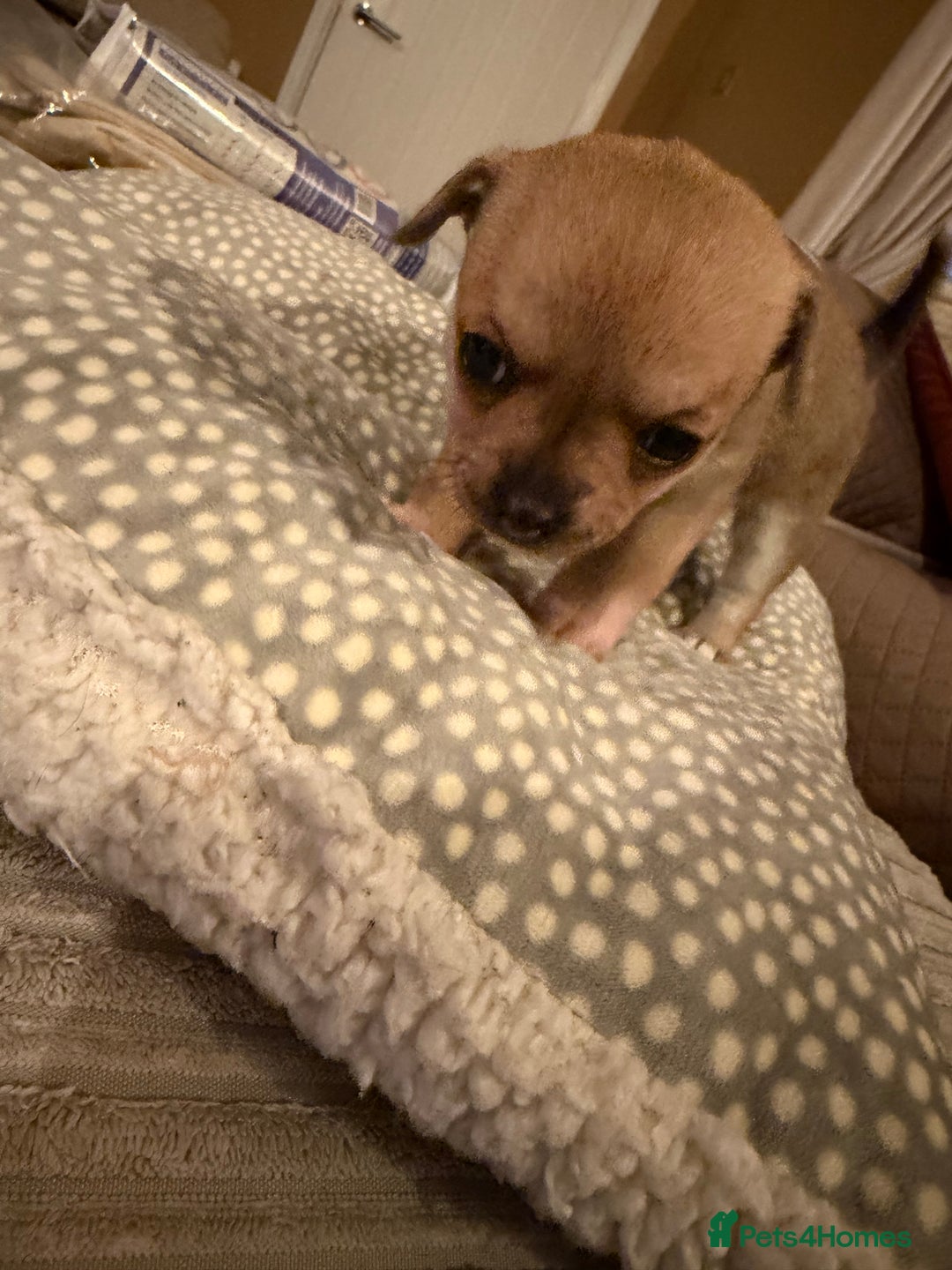 Chihuahua dogs for sale: Brother and sister Chihuahua - Advert 12