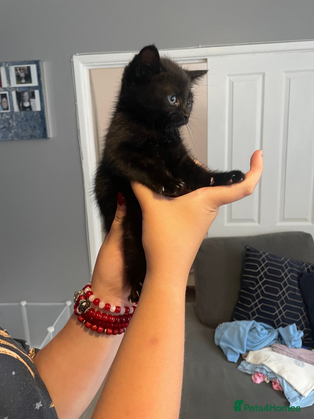 Mixed Breed cats for sale: 3 female kittens for sale - Image 3