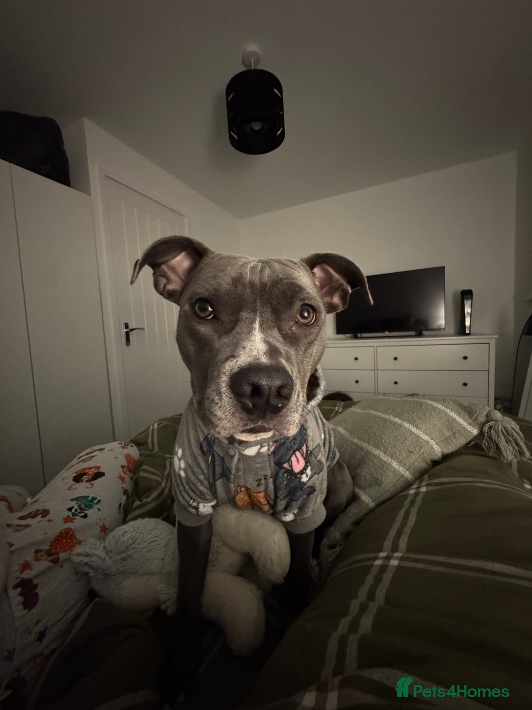 Staffordshire Bull Terrier dogs for sale: Rehoming, please read below. - Advert 17