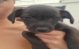 Mixed Breed dogs for sale: Jackapoos  - Image 1