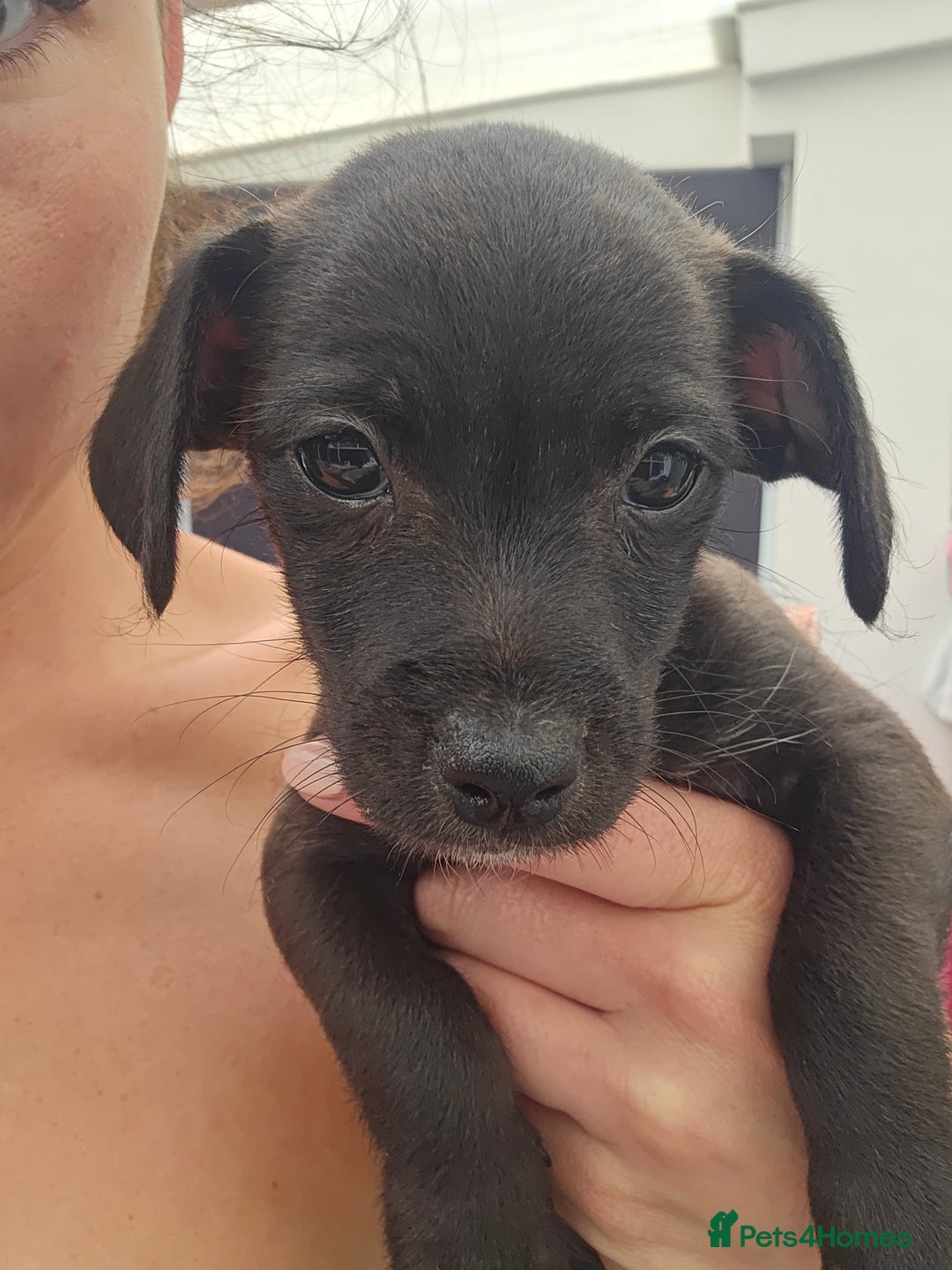 Mixed Breed dogs for sale: Jackapoos  - Image 1