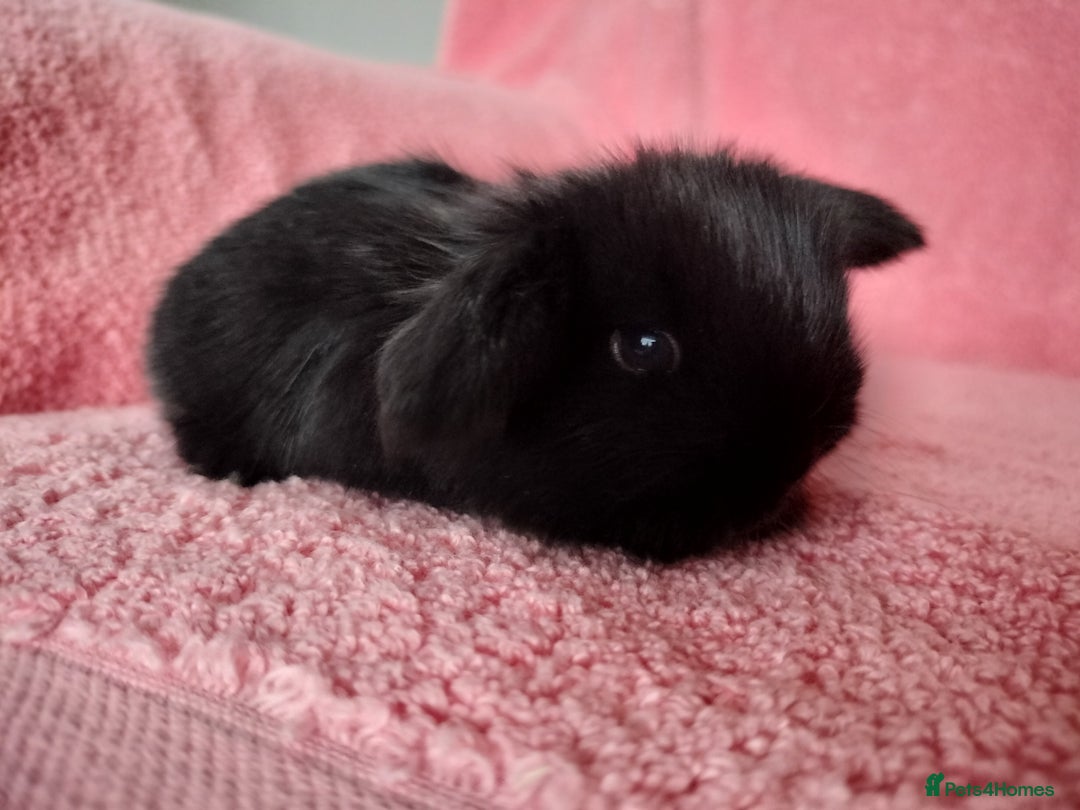 Mini Lop rabbits for sale: Baby mini lops for sale  - Advert 5