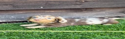 Miniature Dachshund dogs for sale: Miniature dachshunds  - Advert 4