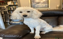 Miniature Poodle dogs for stud: MINIATURE POODLE  KC reg  Stud only  - Image 4