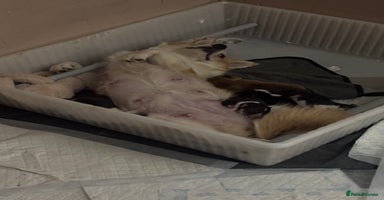 Welsh Corgi Pembroke dogs KC registered PEMBROKESHIRE CORGI puppies. 2M 4F - Advert 16