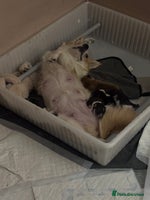 Welsh Corgi Pembroke dogs KC registered PEMBROKESHIRE CORGI puppies. 2M 4F - Advert 2