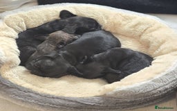 Frug dogs for sale: ✨French Bulldog Puppies Looking for Loving Homes✨  - Advert 2