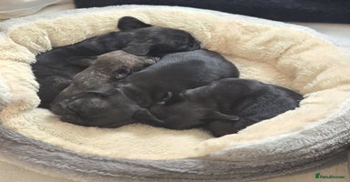 Frug dogs ✨French Bulldog Puppies Looking for Loving Homes✨  - Advert 8