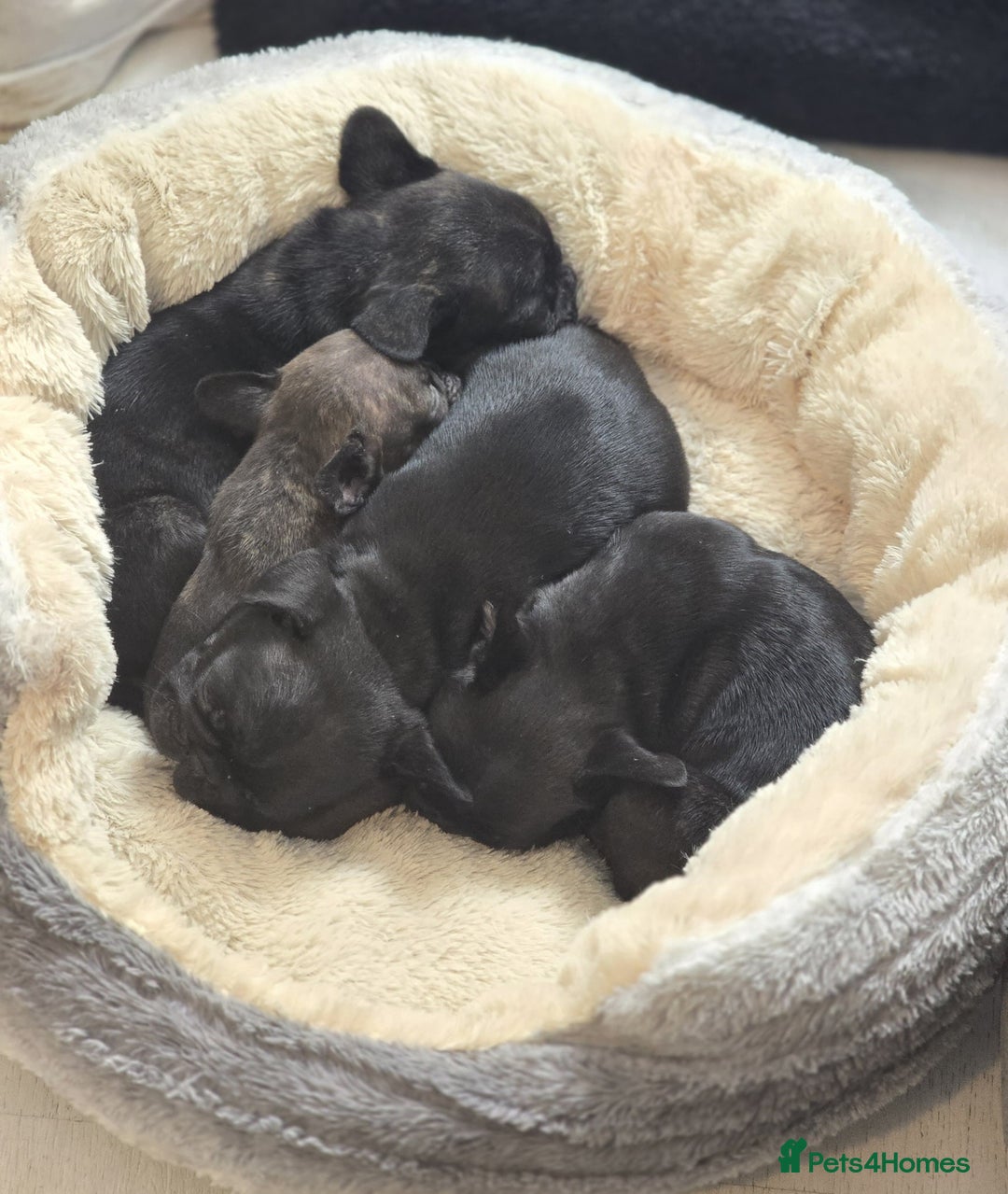 Frug dogs for sale: ✨French Bulldog Puppies Looking for Loving Homes✨  - Advert 2