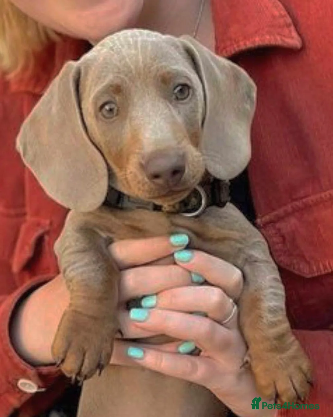 Miniature Dachshund dogs for stud: ISABELLA AND TAN MINIATURE DACHSHUND  in Sunderland - Advert 11