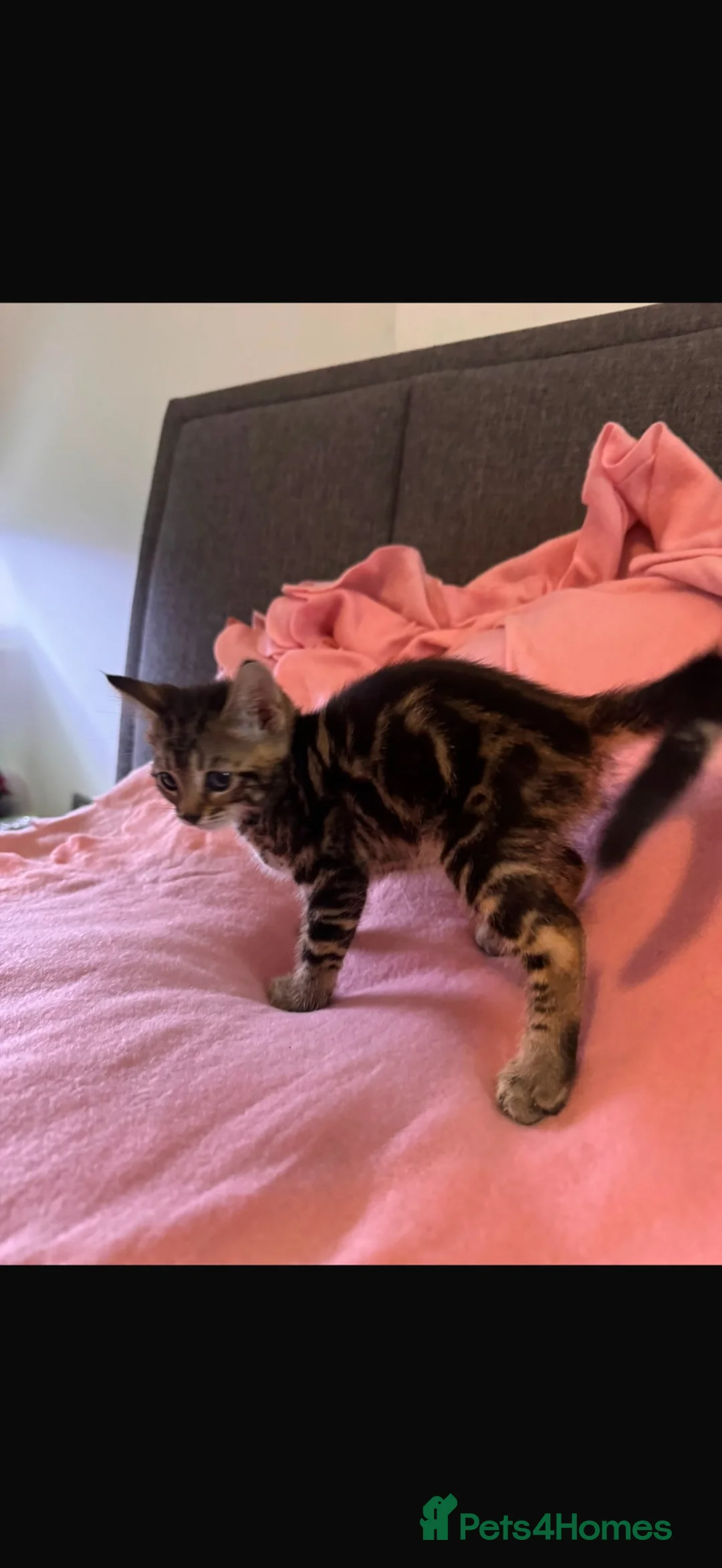 Mixed Breed cats for sale: Beautiful Girl Shorthair x Bengal Kitten - Advert 2