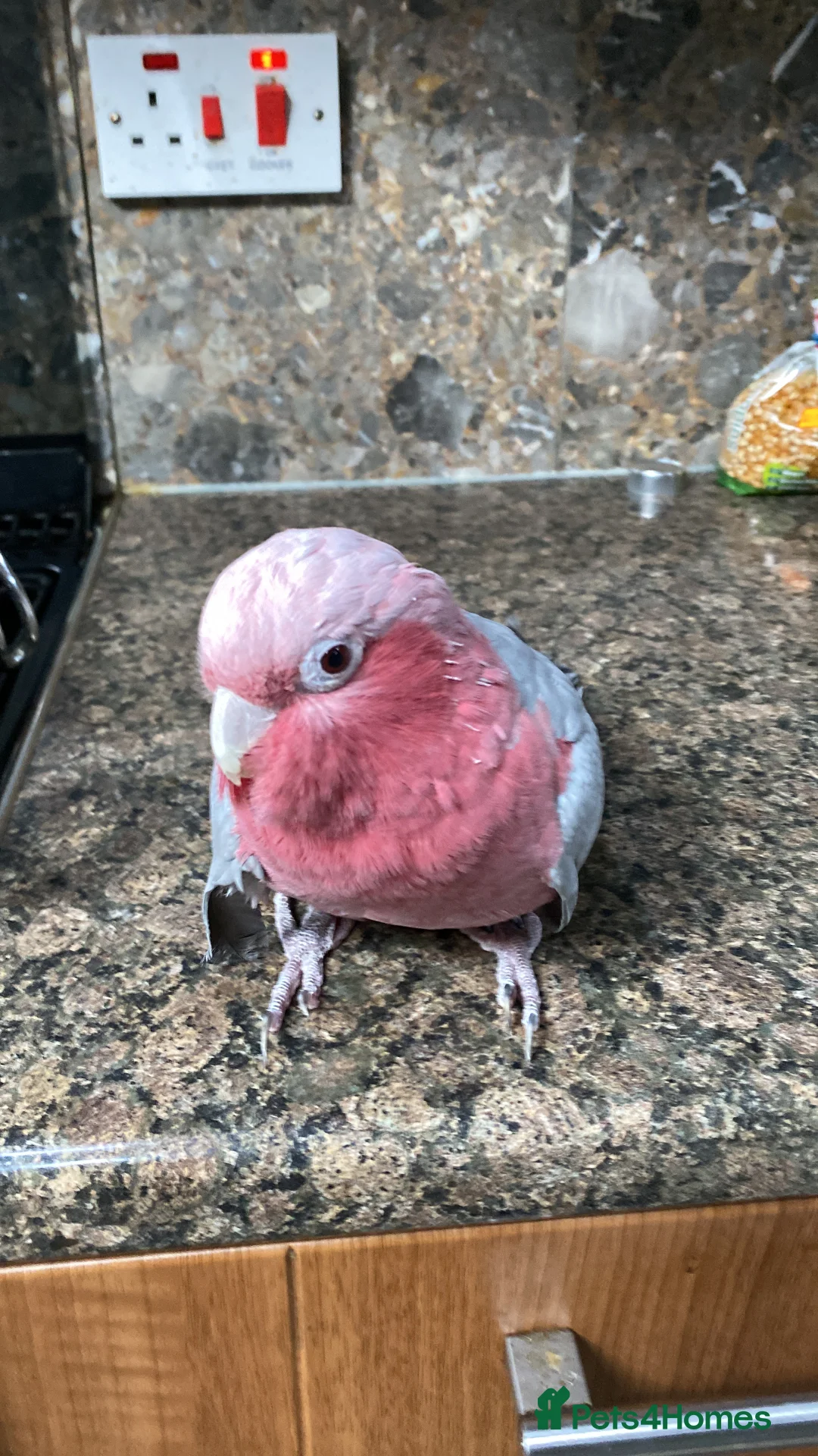 Cockatoo birds for sale: Female Galah Cockatoo - Advert 6