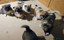 Mixed Breed dogs for sale: Akita/malamute  - Advert 8