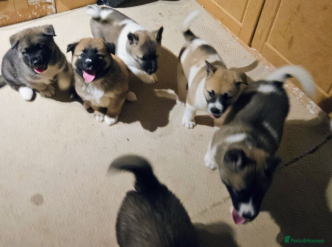 Mixed Breed dogs for sale: Akita/malamute  - Advert 8