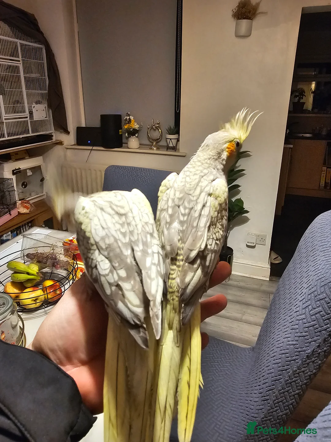 Cockatiels birds for sale: Cockatiel - Advert 1