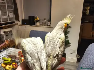 Cockatiels birds Cockatiel - Advert 3