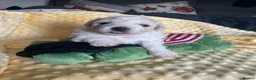 Bichon Frise dogs for sale: Bonnie in Exeter - Advert 8