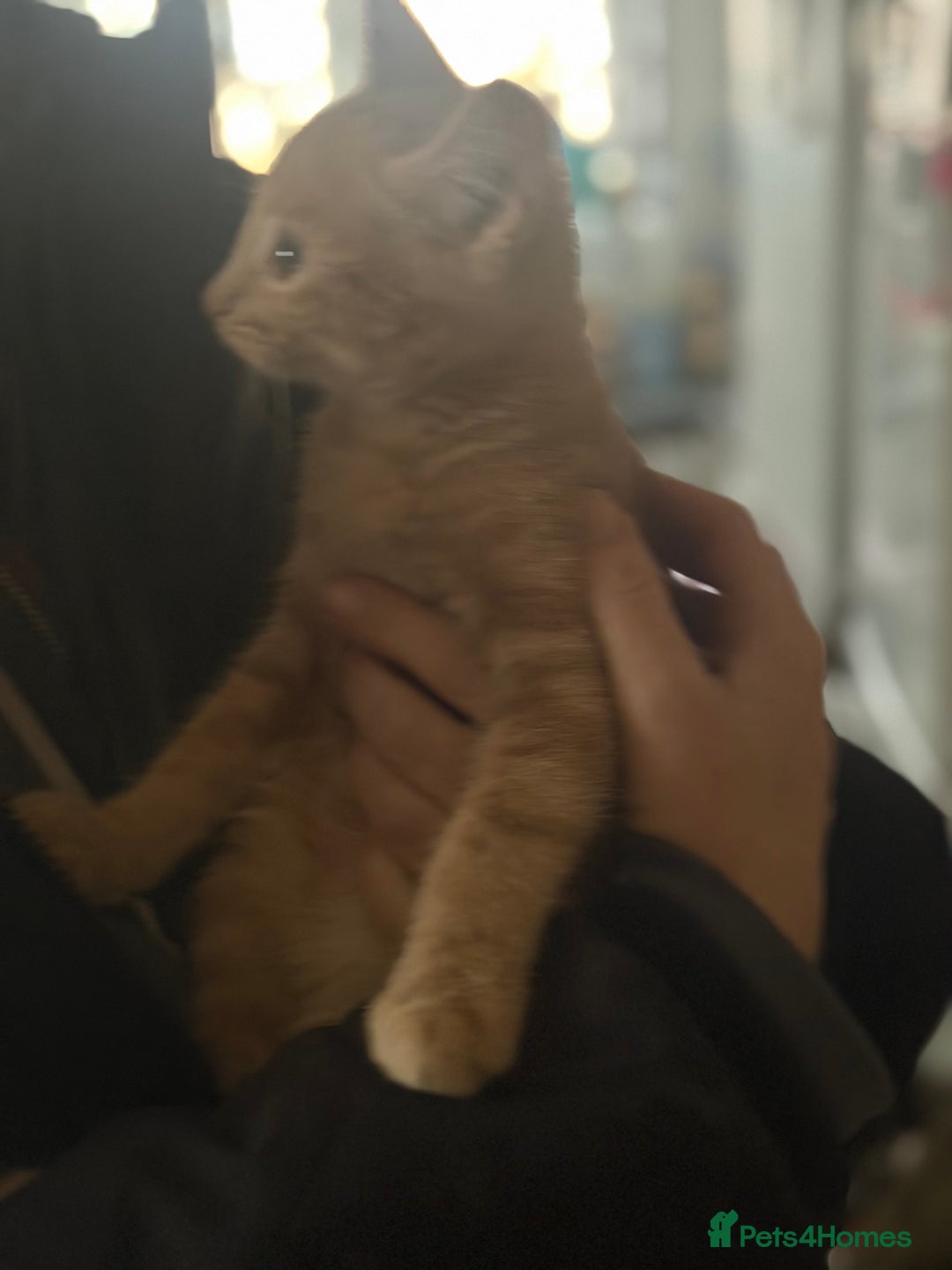 Bombay cats for sale: Kittens - Image 3