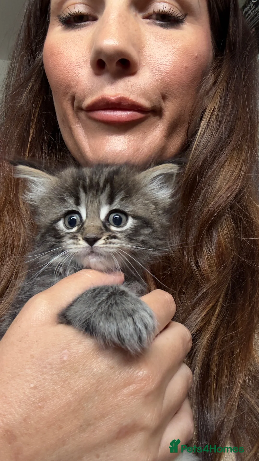 Maine Coon cats for sale: Maine coon x ragdoll GIRL - ready now  - Advert 7