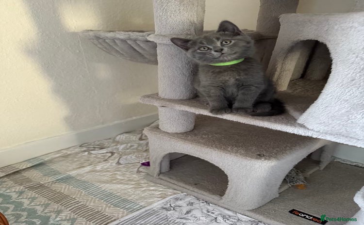 British Shorthair cats - Advert 15