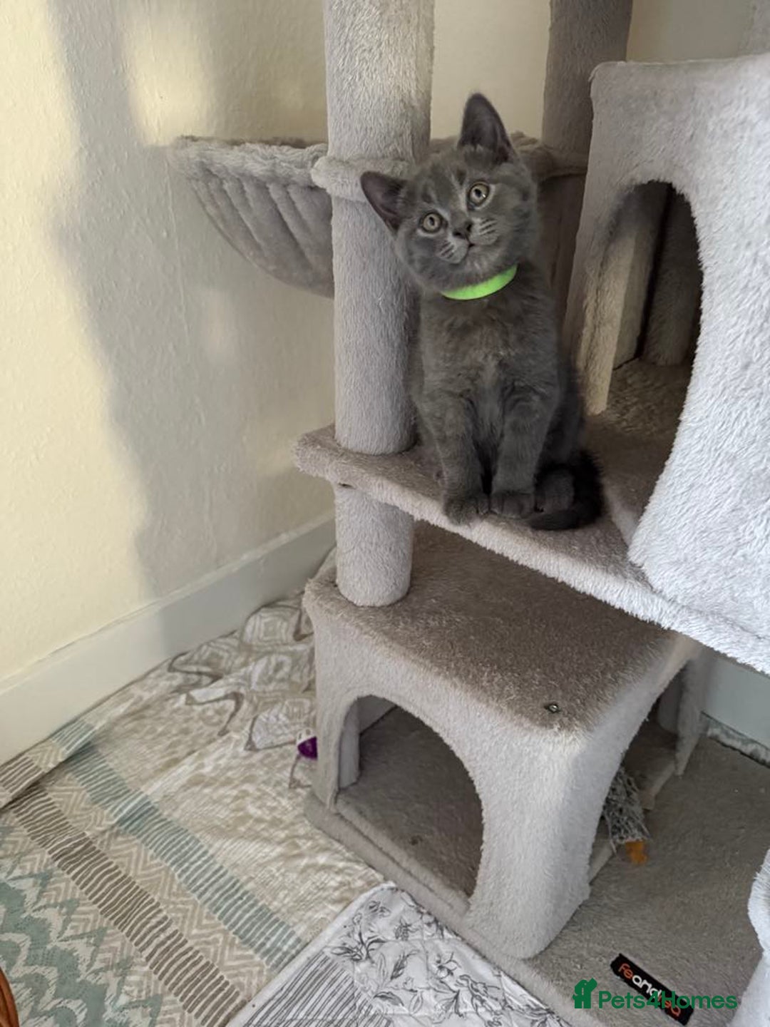 British Shorthair cats for sale: Mix British shorthair kittens for sale  - Image 1