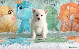 Pomsky dogs for sale: perfect husky markings micro Pomsky puppies  - Image 15