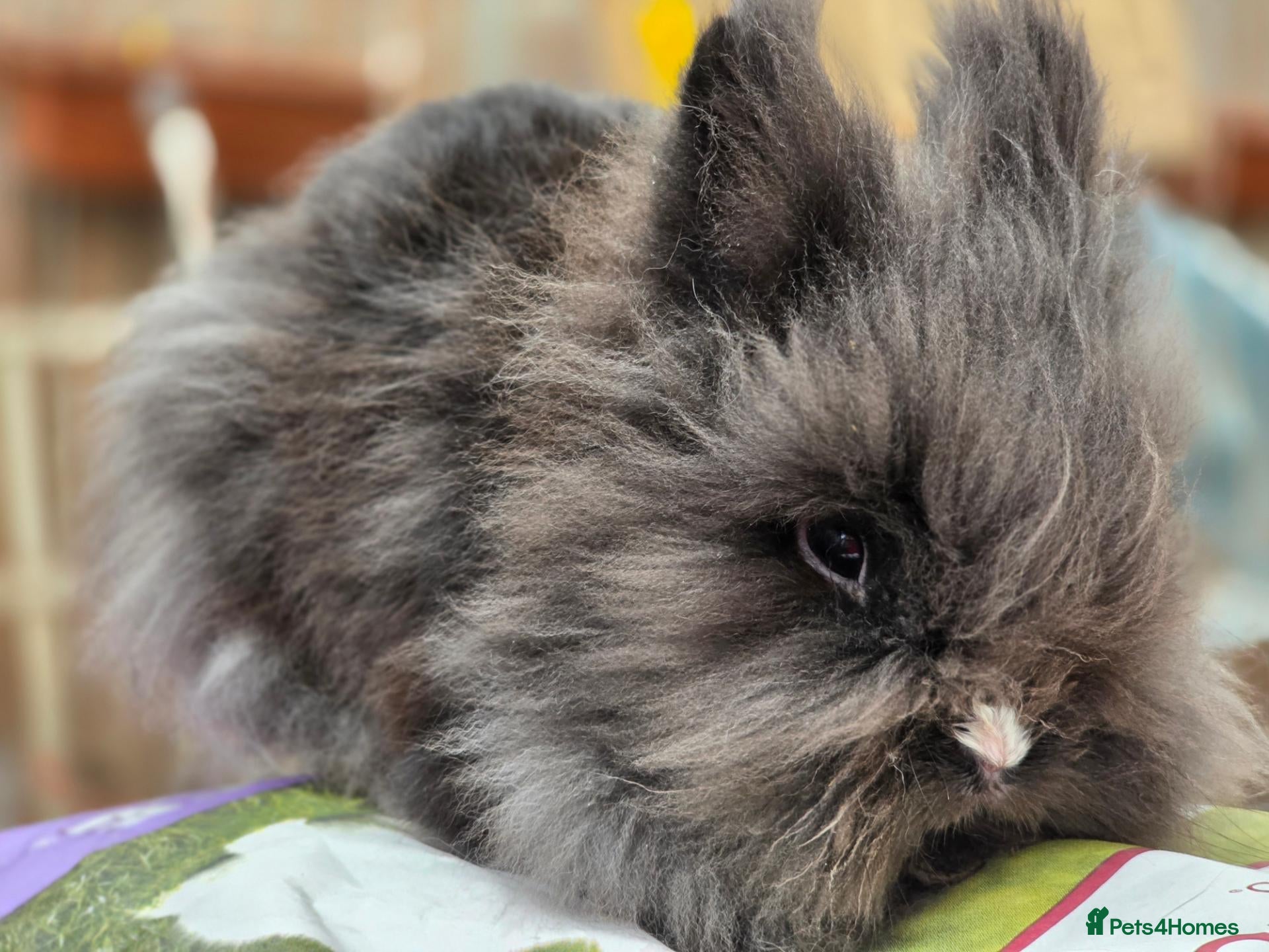 Lionhead rabbits Lionhead pair - Advert 1