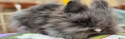 Lionhead rabbits for sale: Lionhead pair - Advert 1