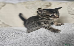 Persian cats for sale: PersianXTortoiseshell Crossbreed Kittens - Image 4