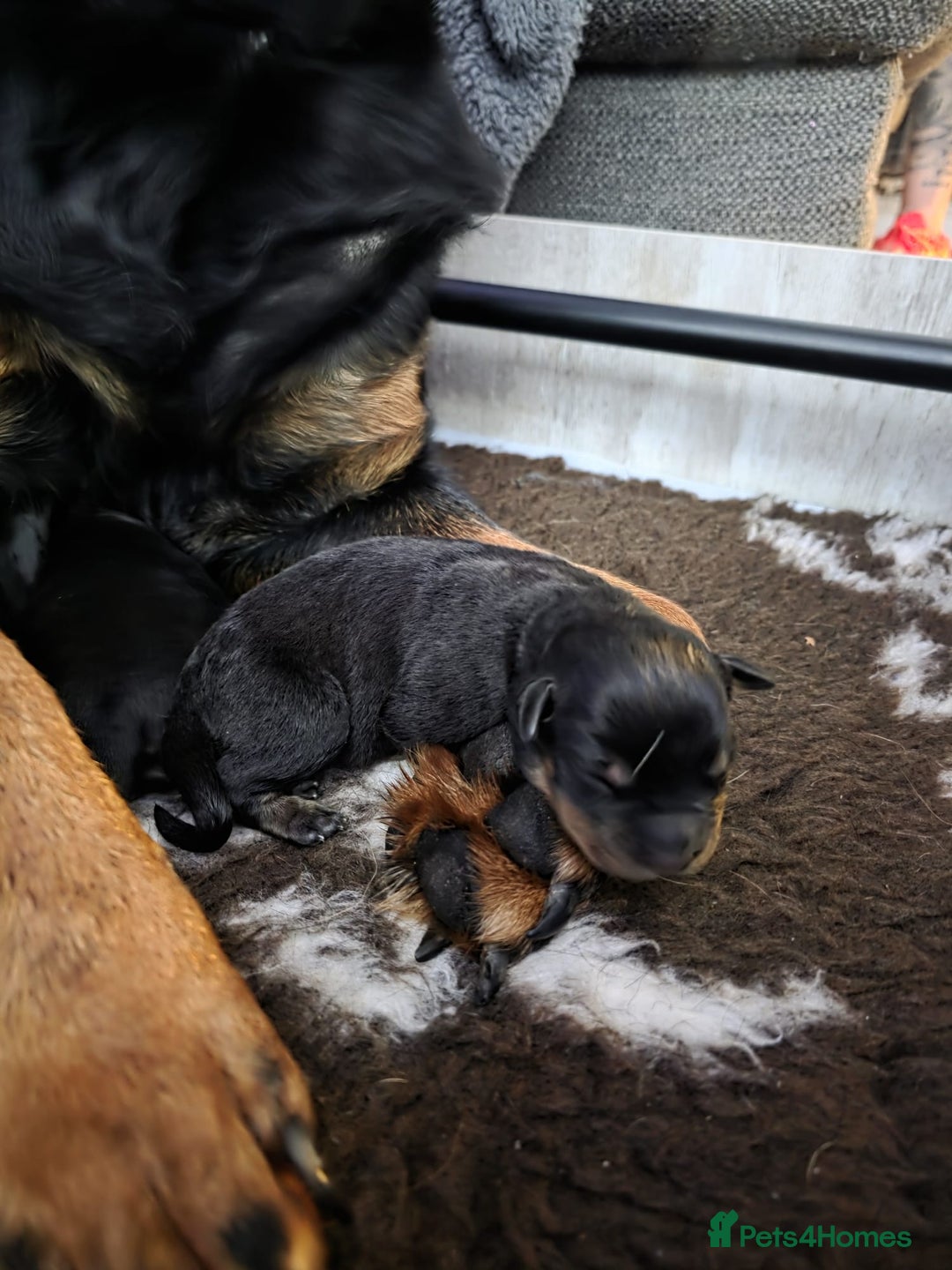 Rottweiler dogs for sale: Beautiful chunky Rottweiler puppies  - Advert 7