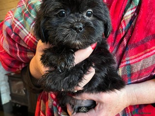 Shihpoo dogs Shihpoo - Advert 2