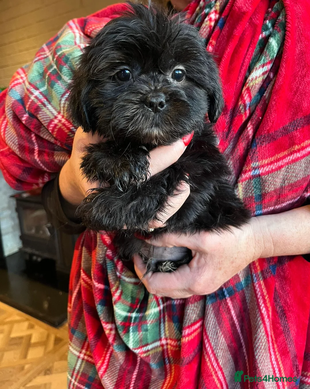 Shihpoo dogs for sale: Shihpoo - Advert 2