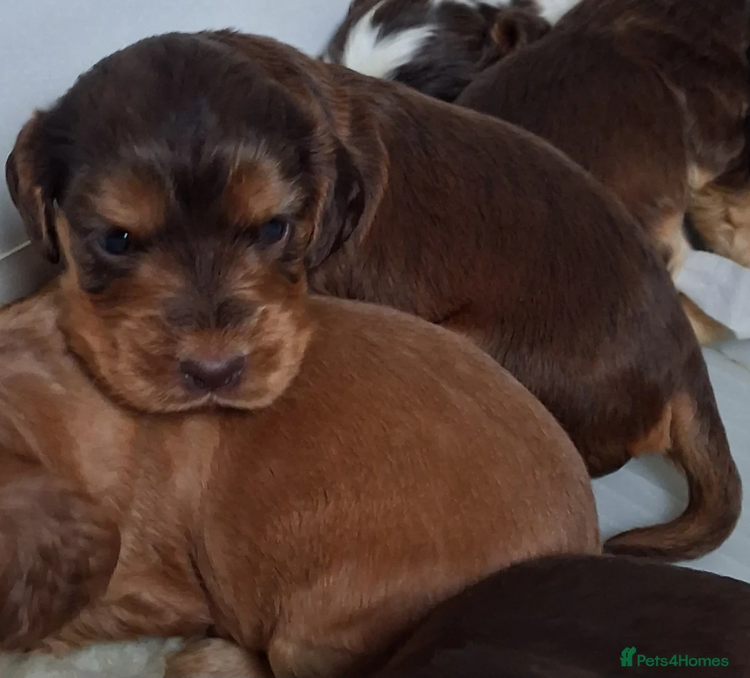 Cocker Spaniel dogs for sale: Absolutely Stunning Show Cocker Spaniels - Advert 17