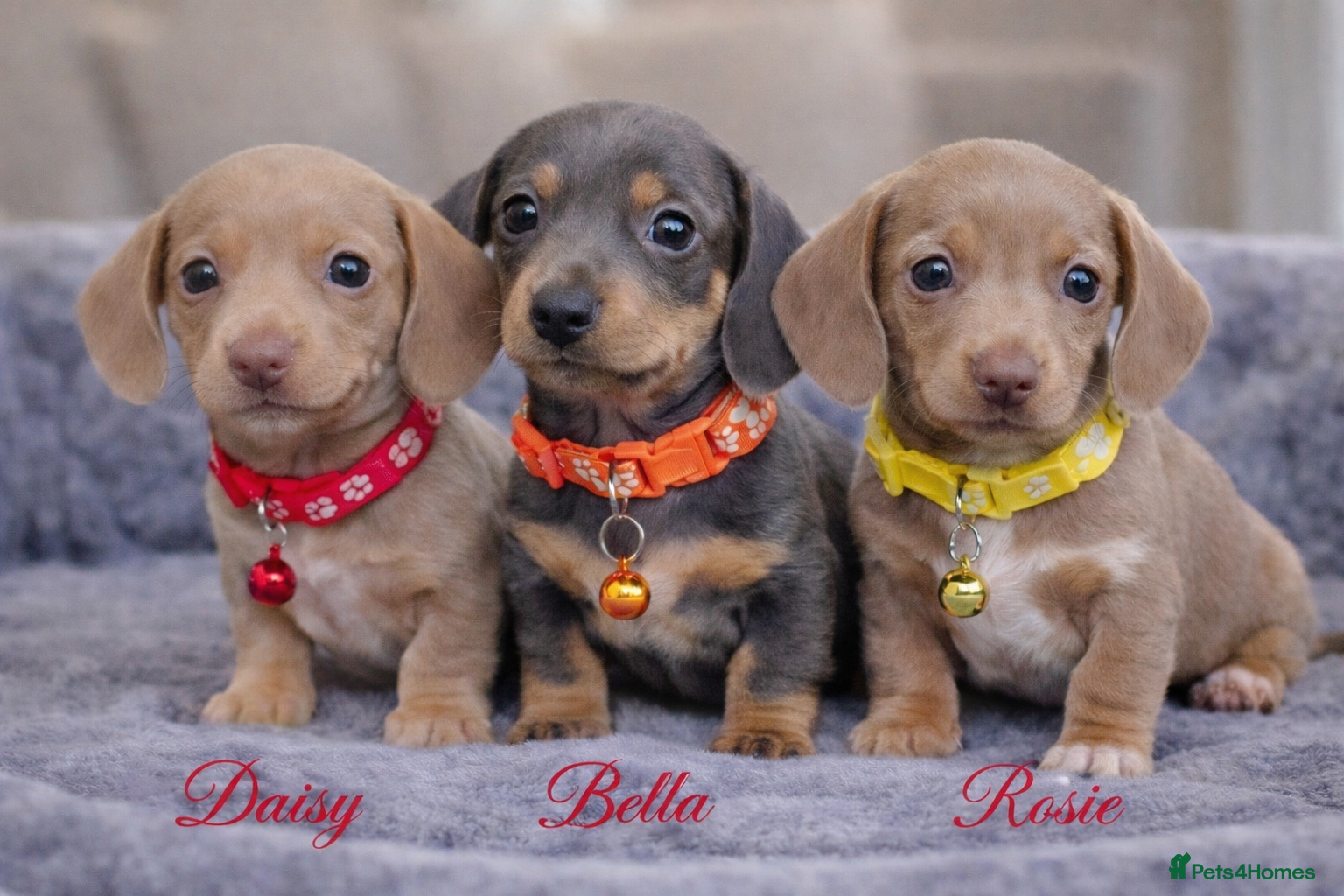 Miniature Dachshund dogs ISABELLA DAPPLE & BLUE DAPPLE VERY SMALL MINI'S 🔥 - Advert 18
