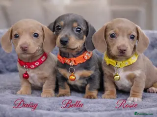 Miniature Dachshund dogs ISABELLA DAPPLE & BLUE DAPPLE VERY SMALL MINI'S 🔥 - Advert 18