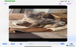French Bulldog dogs for sale: Blue Merle Frenchie - Image 10