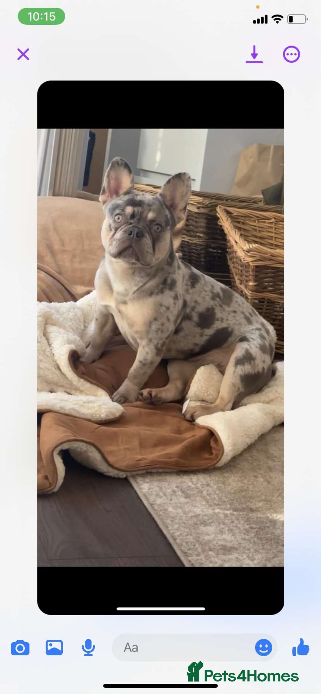 French Bulldog dogs for sale: Blue Merle Frenchie - Image 10