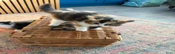 Persian cats for sale: Persian ragdoll X in Middlesbrough - Advert 6