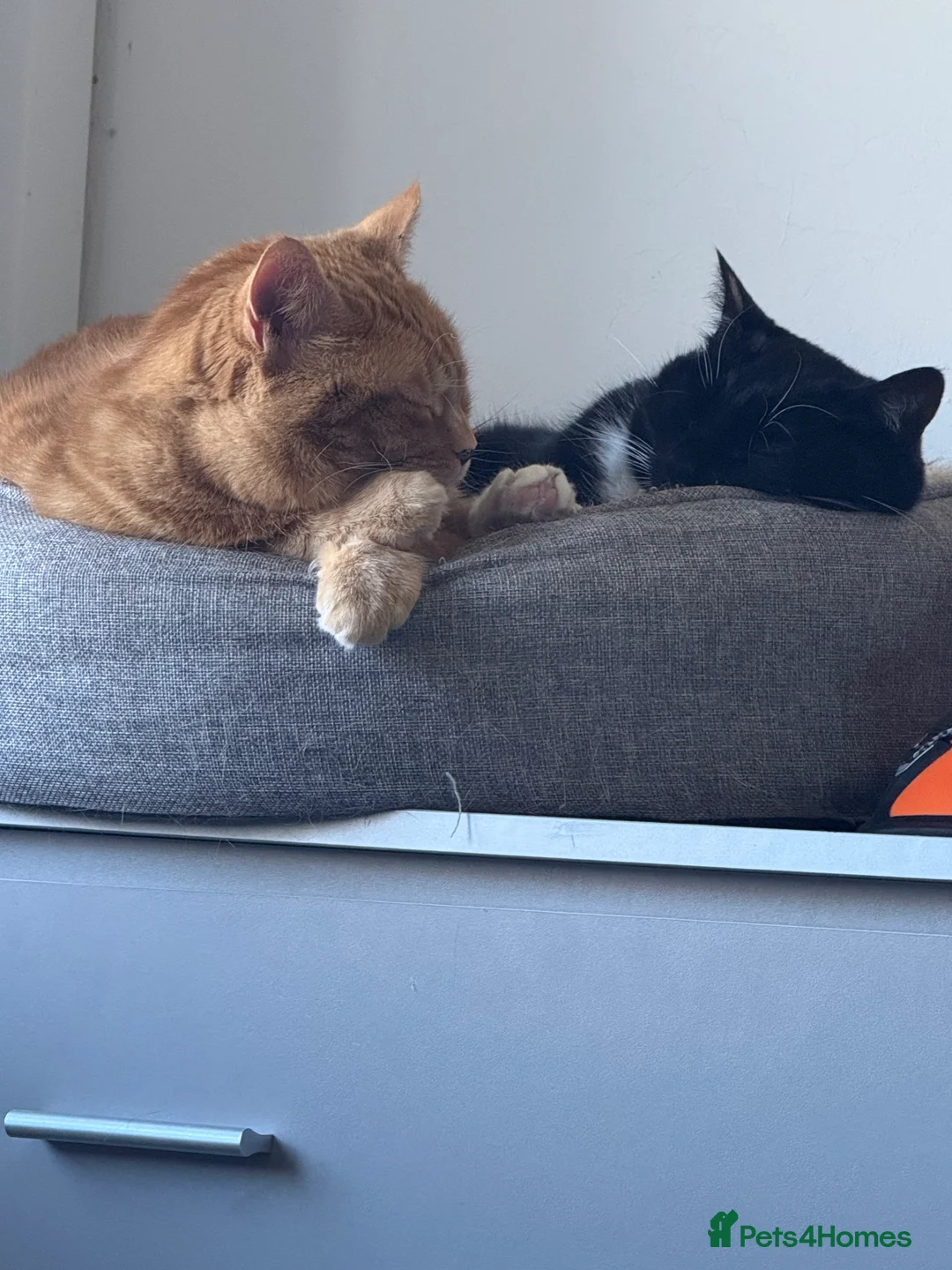 Mixed Breed cats for sale:  **  -indoor cats - Advert 7