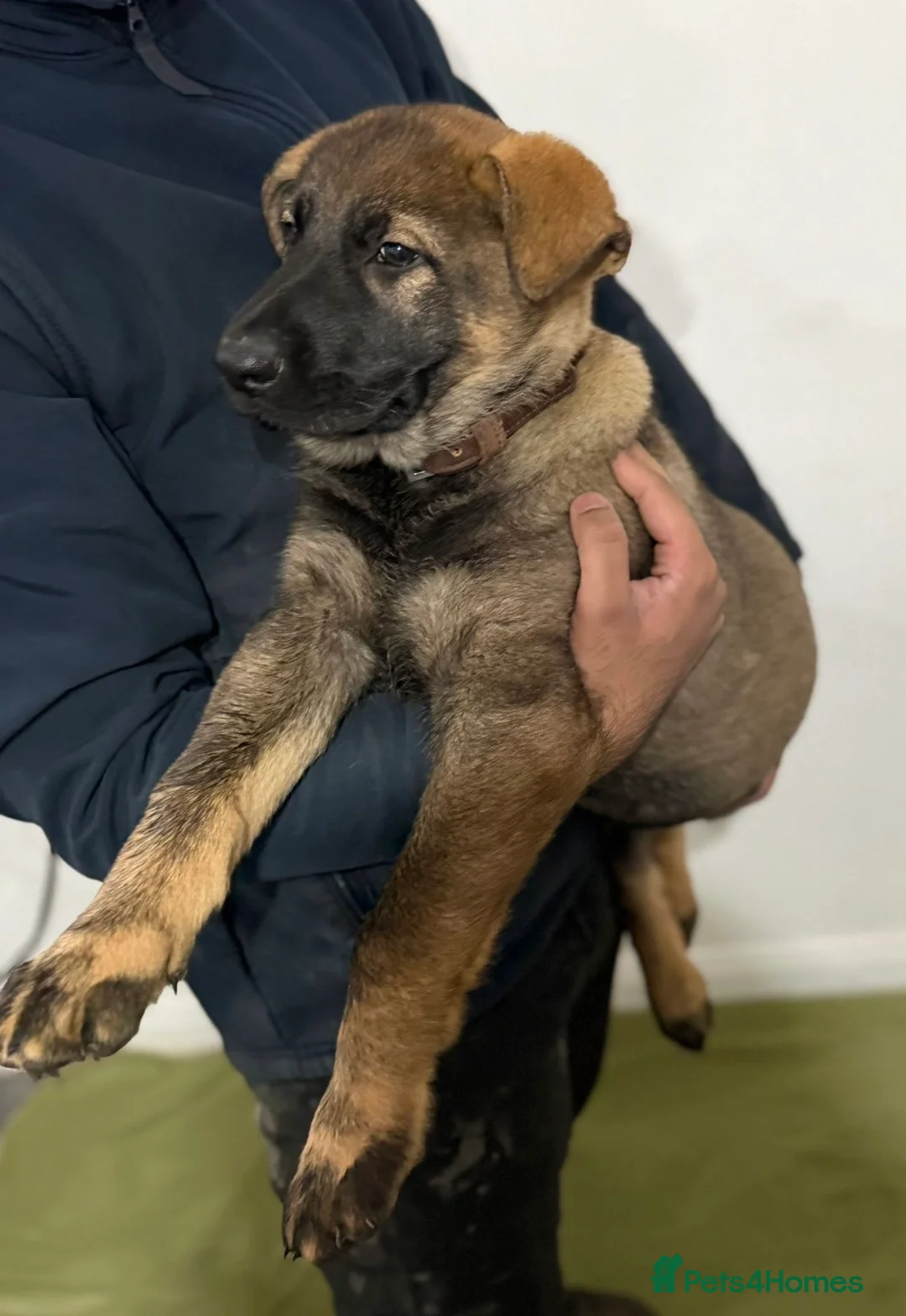 German Shepherd dogs for sale: DDR Working Line GSD Puppies Rare Working Lines - Advert 24