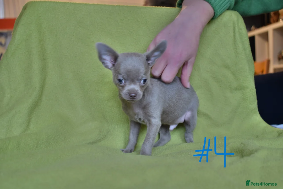 Chihuahua dogs for sale: KC Reg short-hair Chihuahua apple-headed puppies - Advert 35