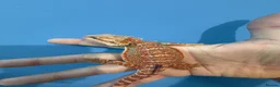 Bearded Dragon reptiles for sale: 💥💥💥Baby Dragons! WEEKEND SPECIAL £150 💥💥💥 - Advert 12