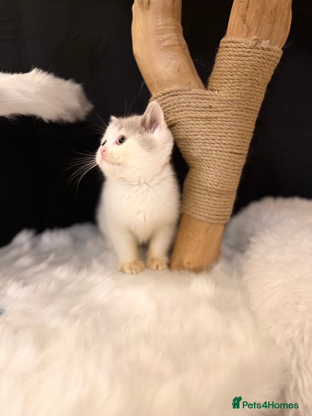 British Shorthair cats for sale: Full Pedigree Registered BSH - Advert 21