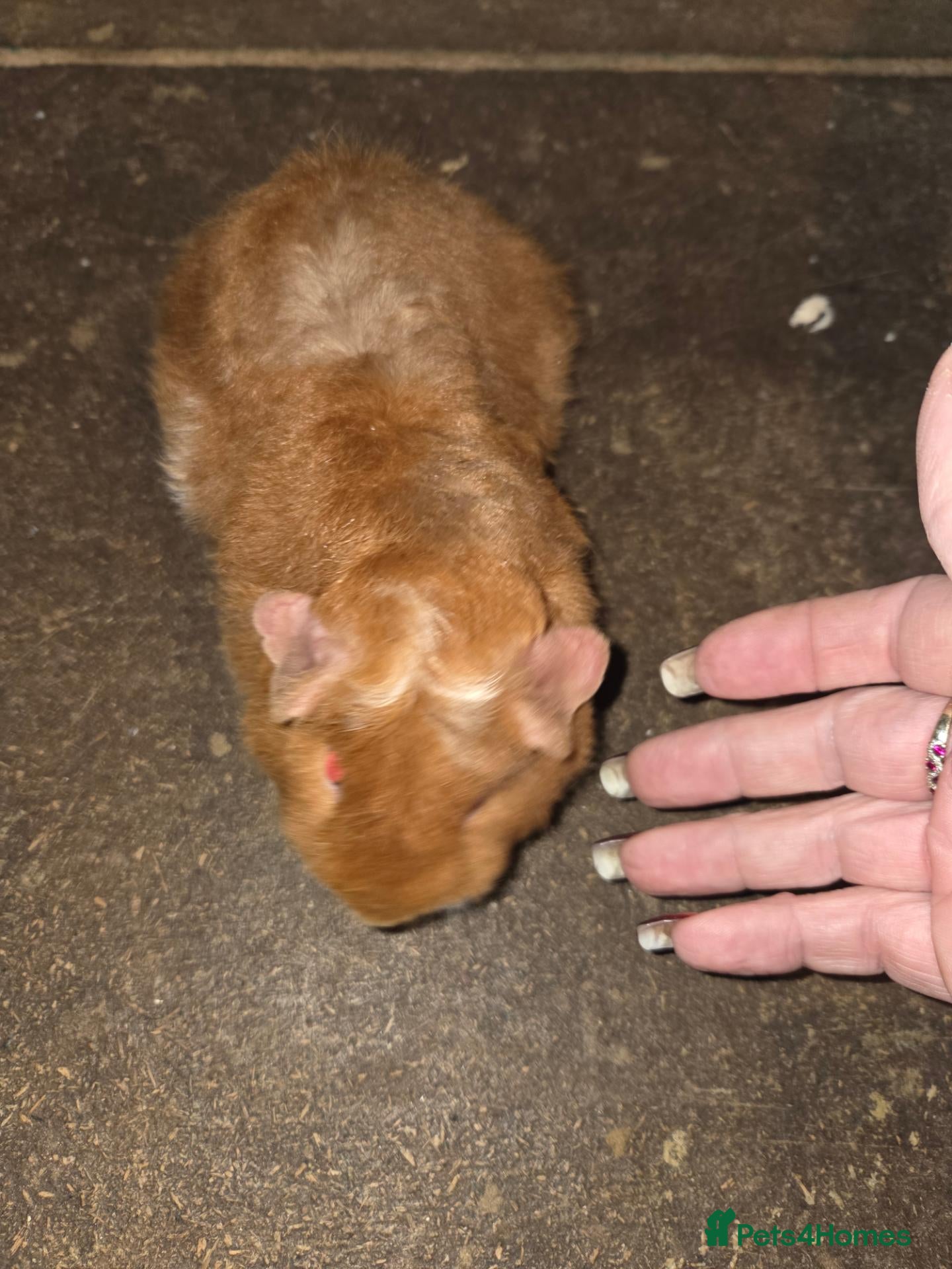 Guinea Pig rodents Mixed guinea pigs  - Advert 2