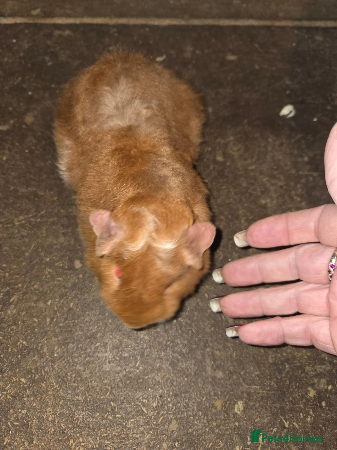 Guinea Pig rodents for sale: Mixed guinea pigs  - Advert 2