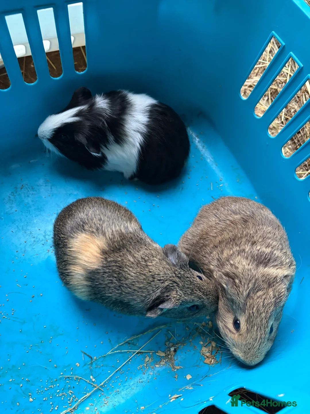 Guinea Pig rodents for sale: Baby male guinea pigs - Advert 1