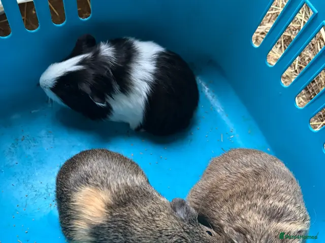Guinea Pig rodents for sale: Baby male guinea pigs - Advert 1