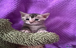Bengal cats for sale: Stunning Silver Bengal Kittens 😻 - Image 17