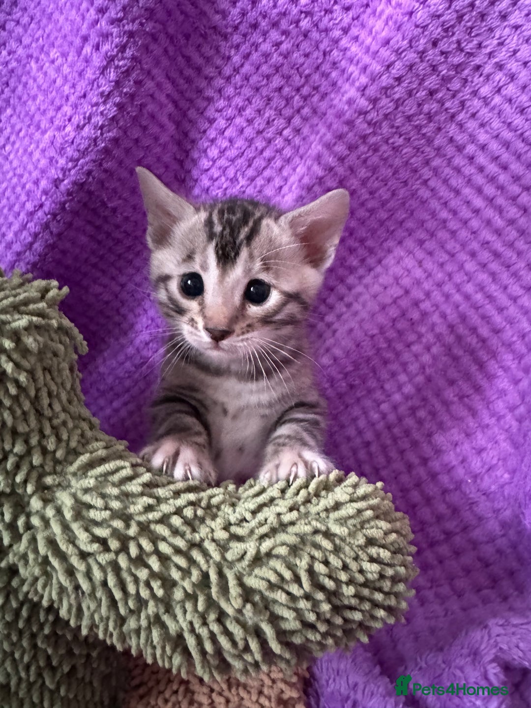 Bengal cats for sale: Stunning Silver Bengal Kittens 😻 - Image 17