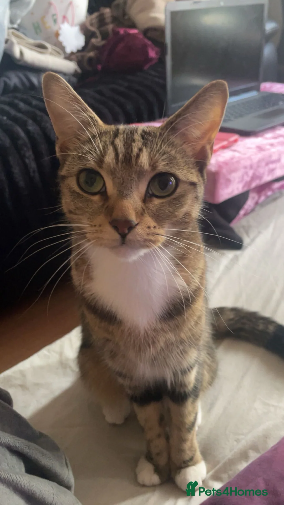 Domestic Shorthair cats for sale: Cat ready to be re-homed - Advert 1